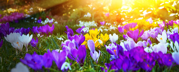 Spring is Close | Focus CPA